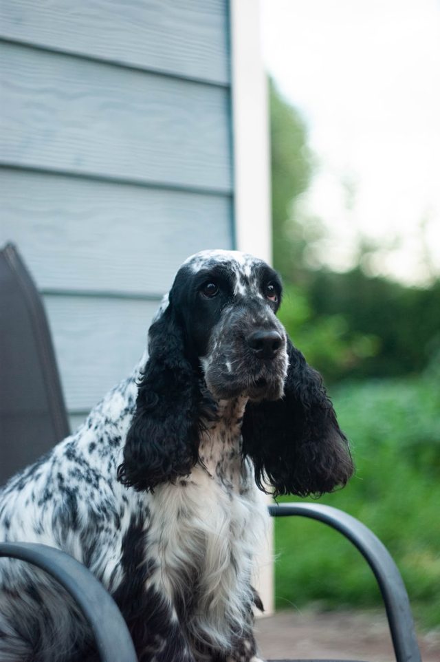 Sultán de perfil, mirando a la distancia