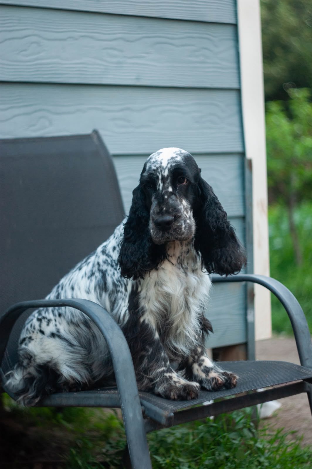 Sultán, Cocker Spaniel Inglés azul roano, sentado en una silla de jardín
